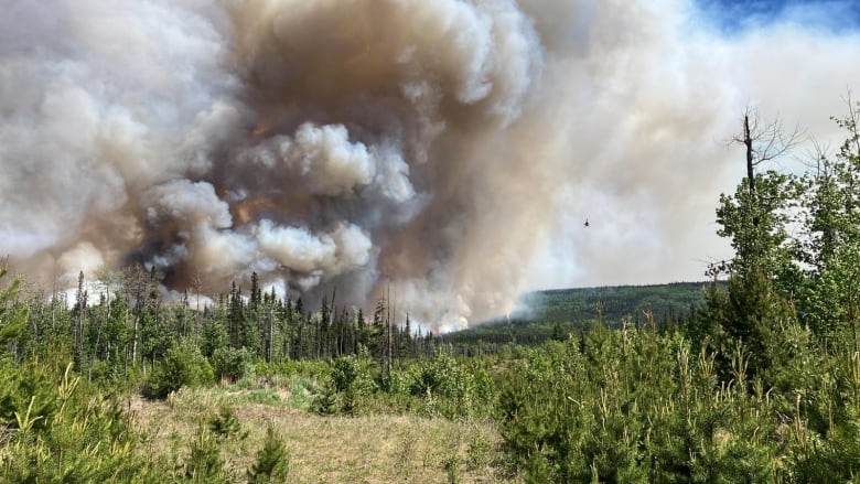 A wildfire with gray smoke burns through hectares of evergreen trees.